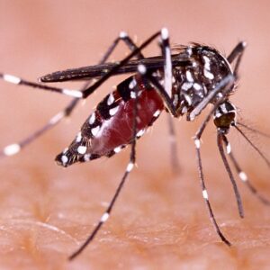 Modulo Dengue